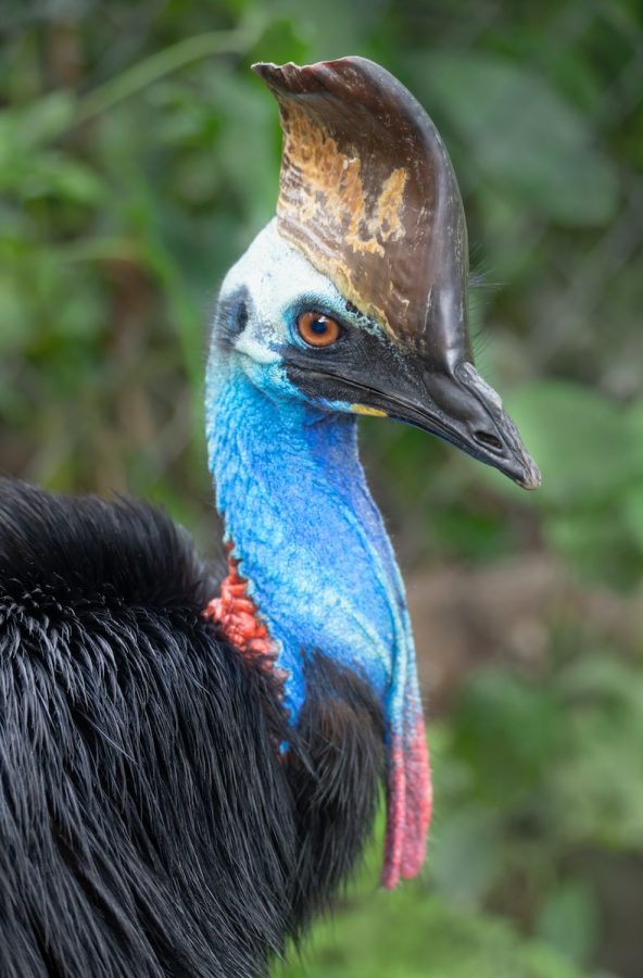 black and blue peacock head