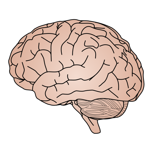 Human brain