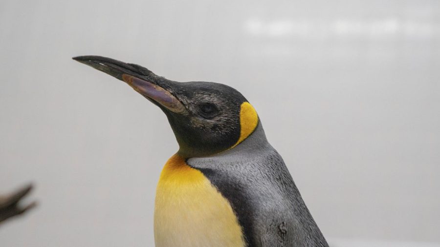 Penguins are Getting Custom Eye Lenses and Receiving Eye Surgery