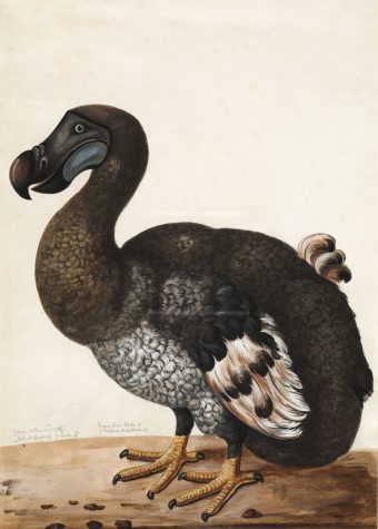 brown and white dodo bird painting