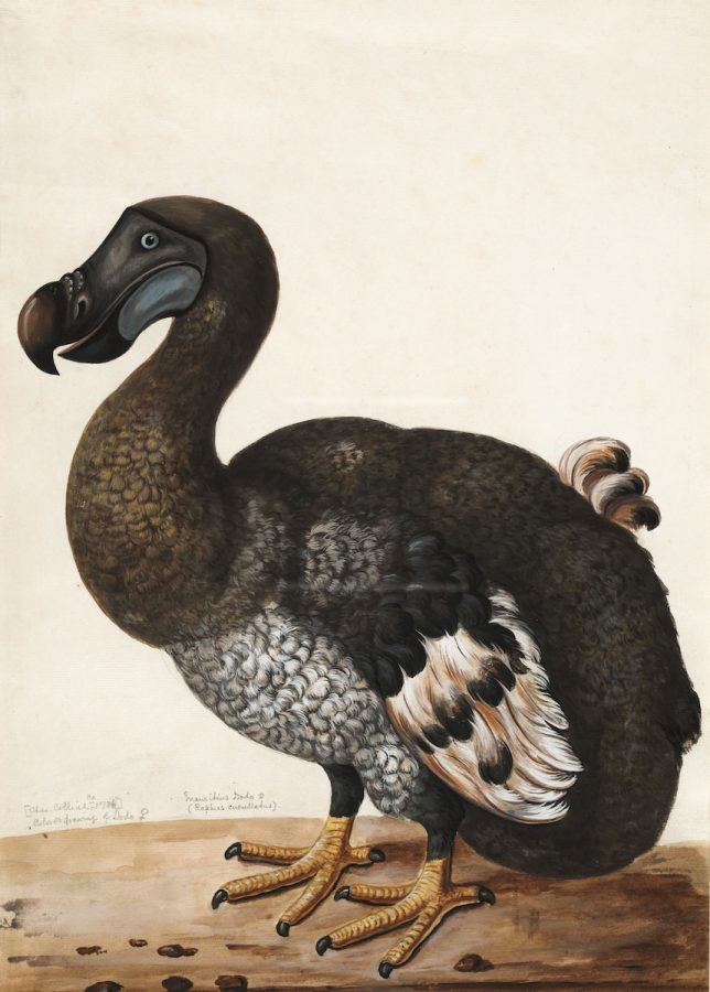 brown+and+white+dodo+bird+painting