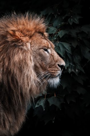 Navigation to Story: Lions, What They Are And Some Facts About Them