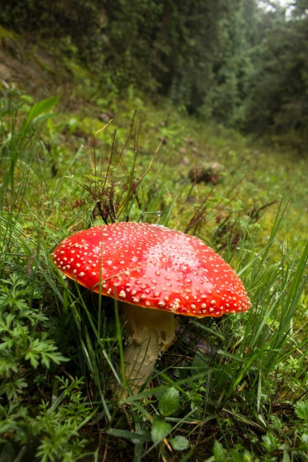 red+and+white+mushroom+on+green+grass