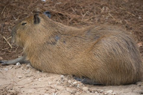 a close up of a capybara laying on the ground