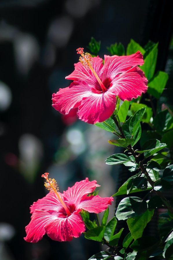 two+pink+hibiscus+flowers