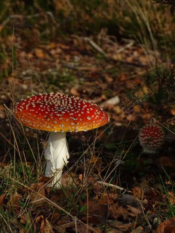 a+red+and+white+mushroom