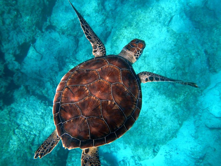 brown+turtle+swimming+in+ocean
