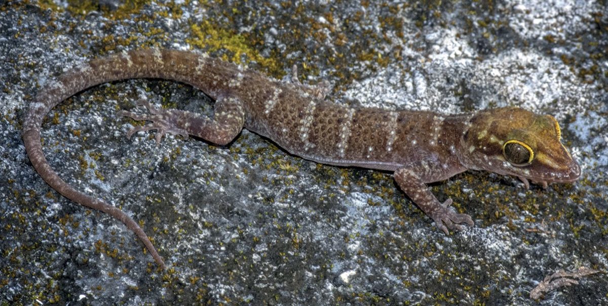 Cyrtodactylus santana
Chan, Grismer [fr], Santana, Pinto, Loke, and Conaboy, 2023