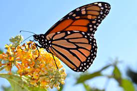 A monarch butterfly sipping nectar