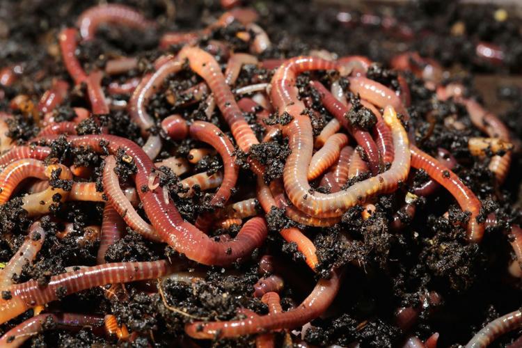Vermicomposting is the process of using earthworms to decompose organic materials resulting in rich, organic compost. Most bins are started with a pound (approximately 1,000) ren worms similar to these that will eat about a half pound of vegetable food scraps daily. Red worms or red tigers are recommended and are sold by weight or by count.