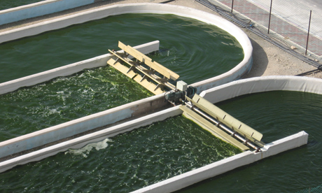 Navigation to Story: Algae Farms: Nature’s Versatile Green Solution