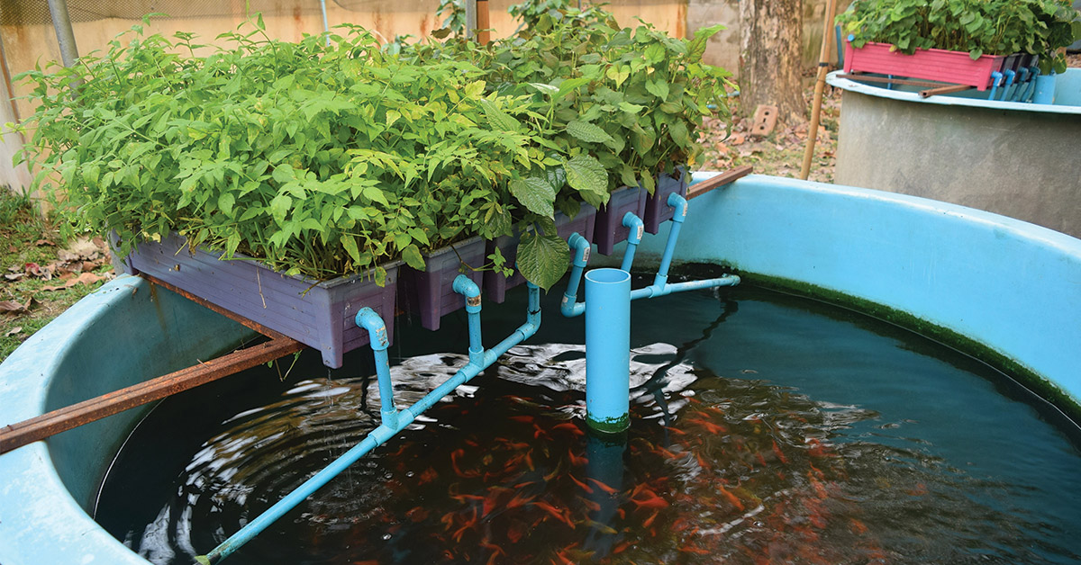 An aquaponics system