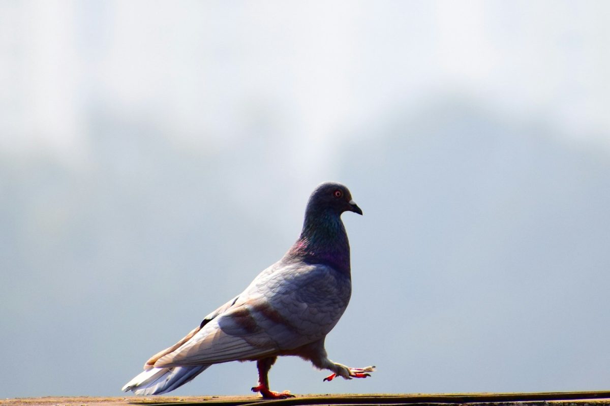 gray and black pigeon on brown surface