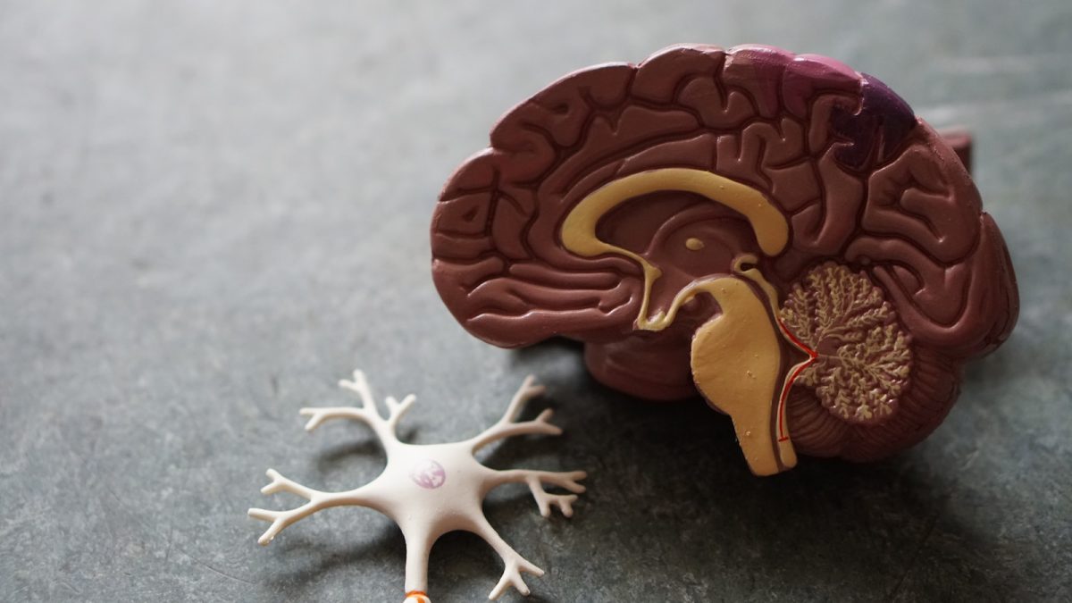 human+brain+toy