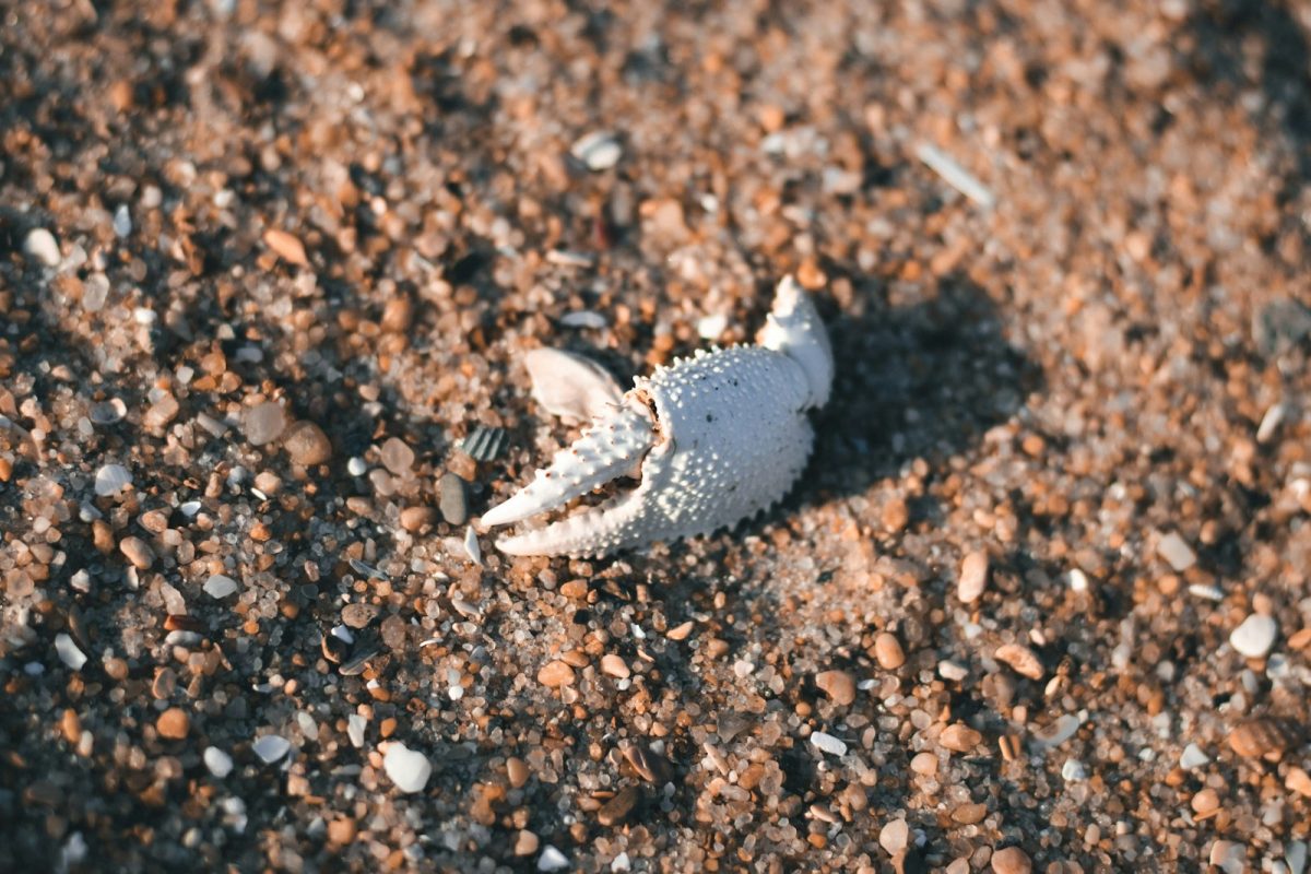 a white and brown feather on the ground