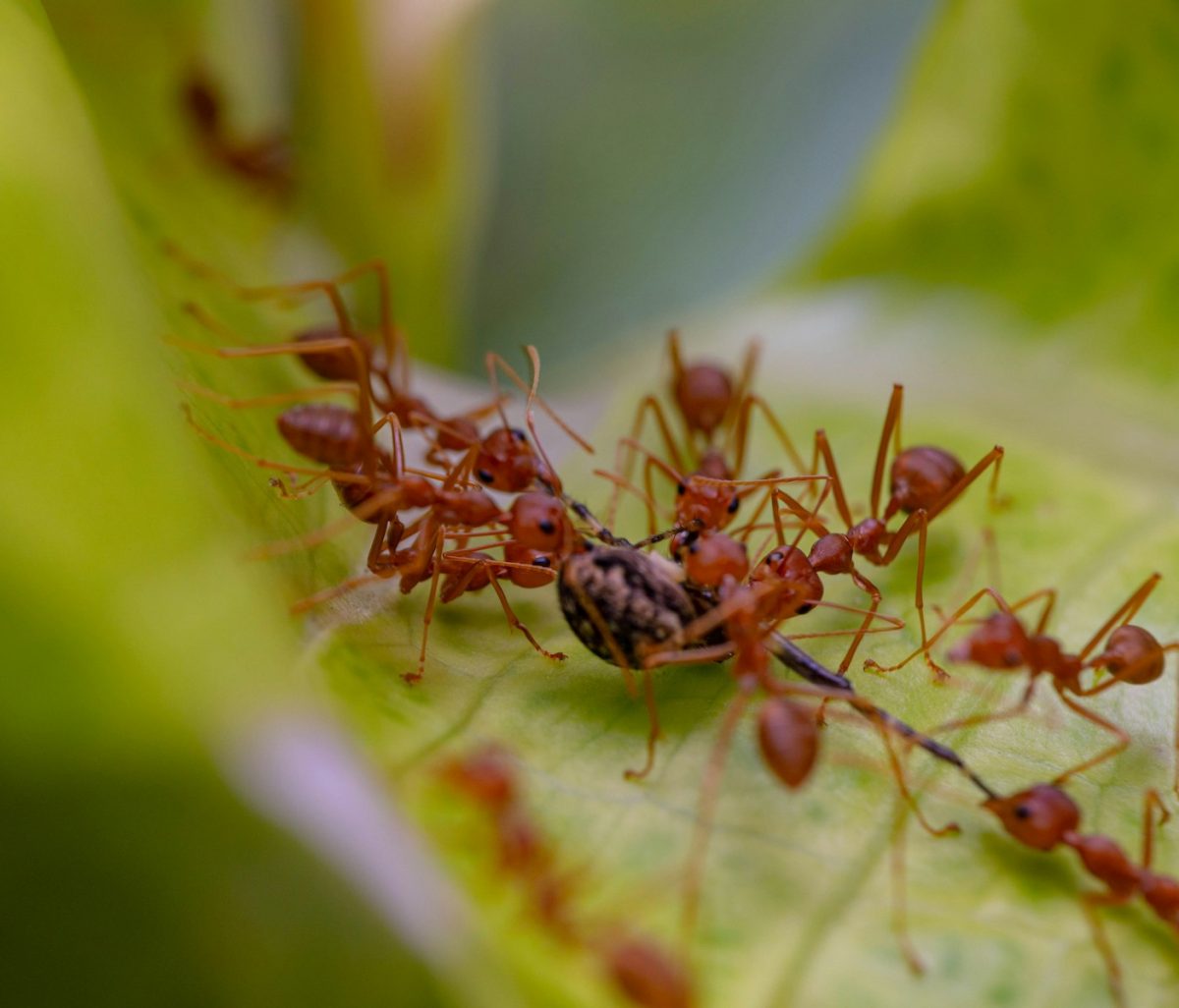 a+group+of+ants+on+a+plant