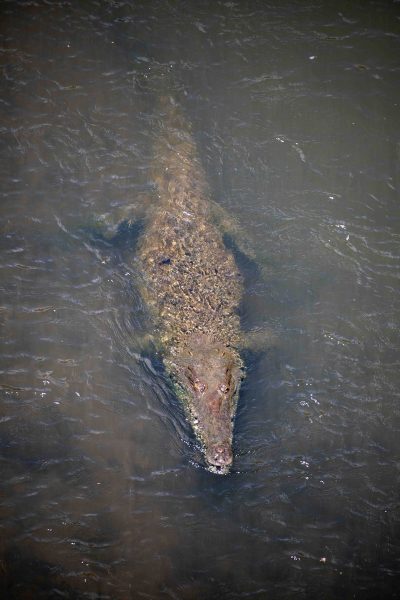 A large alligator swimming in a body of water