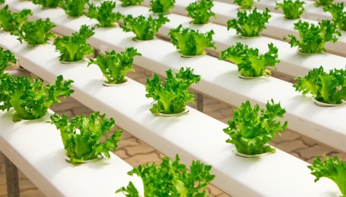 How Hydroponics Will Take Over Argiculture