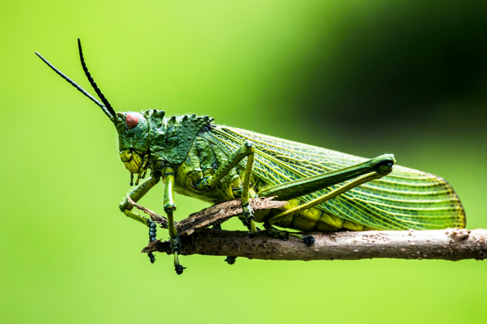 selective focus photography of green insect