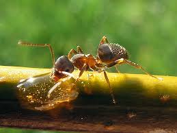 Navigation to Story: How Ants Could Help Diagnose Cancer