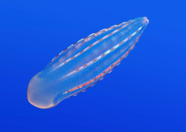 Navigation to Story: Comb Jellies