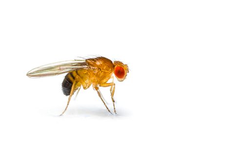 Navigation to Story: Fruit fly brain succesfully mapped