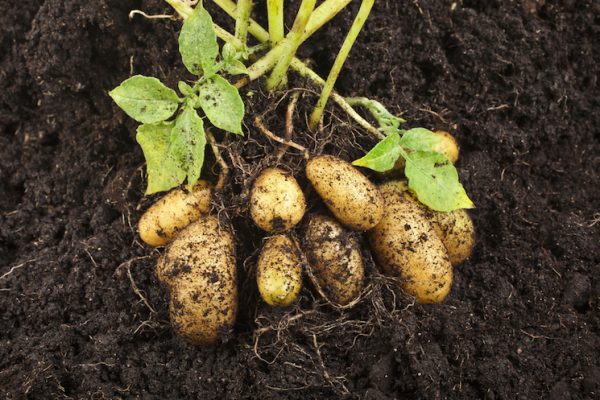 Navigation to Story: The Potato Plant And How To Plant Them