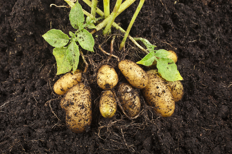 Potato Plant