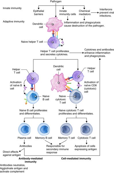 Navigation to Story: Donor Cell Therapy Helps Cure Autoimmune Disorders