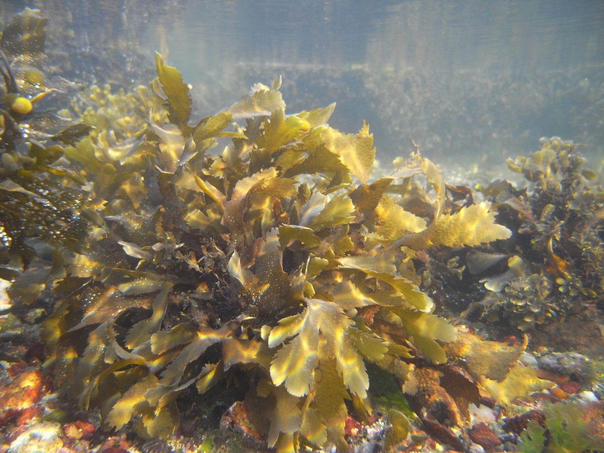 Turning The Tide: Engineers Transform Rotten Seaweed Into Eco-Friendly Car Fuel to Slash CO2 Emissions