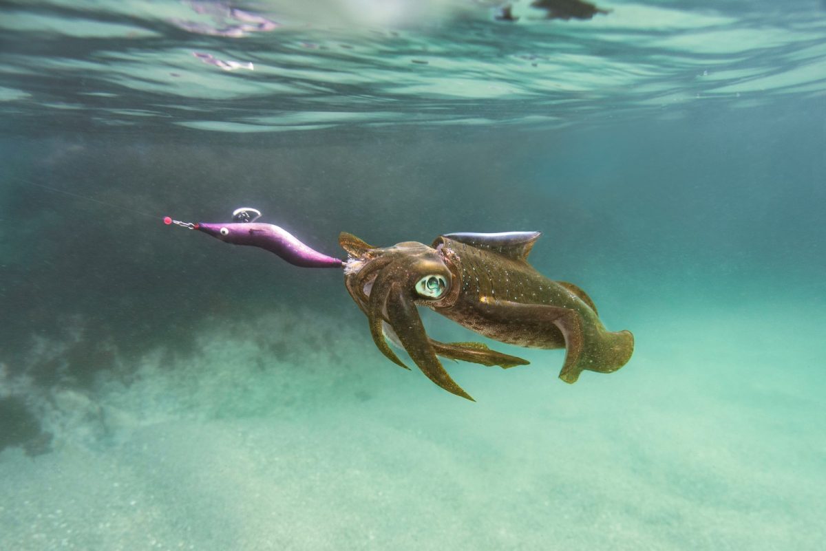 an octopus is holding a toy in its mouth