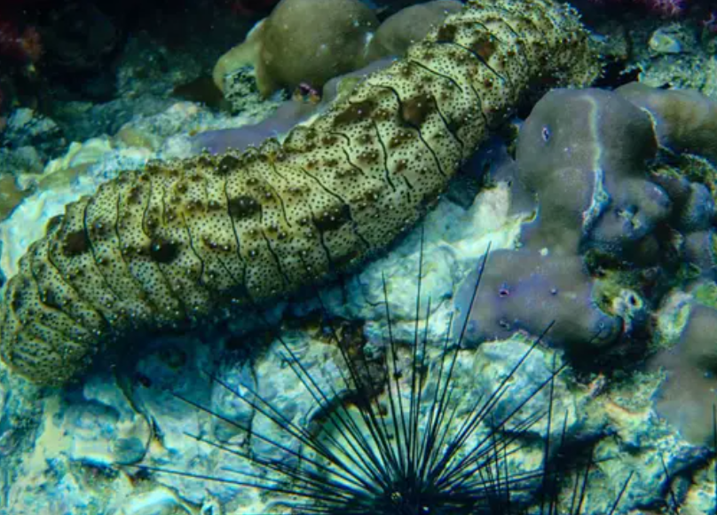 China Explores Solar Ponds Shaded By Panels To Farm Sea Cucumbers And Generate Power