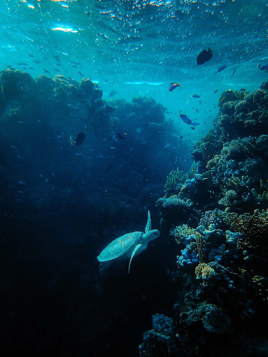 Sea turtle swims gracefully among vibrant coral in a tranquil ocean scene.