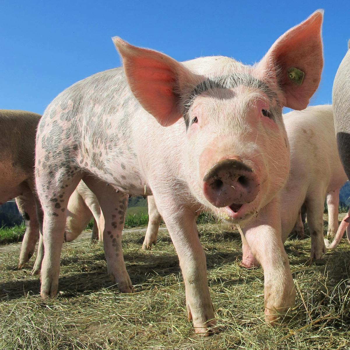 A domestic pig in a sunny outdoor field, showcasing its curious expression.