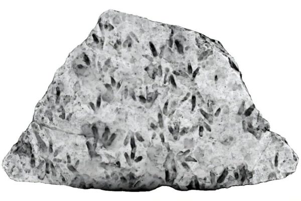 Navigation to Story: Dinosaur Footprints From 200 Million Years Ago Found In Australia