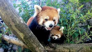 A baby endangered species, known as the red panda, sitting in a tree with its mother.