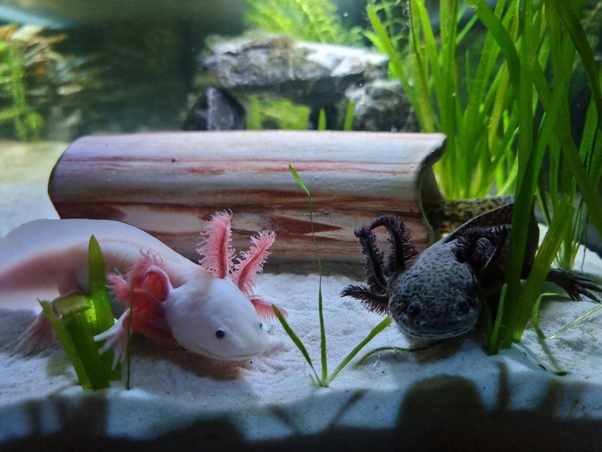 a couple of animals that are in some water