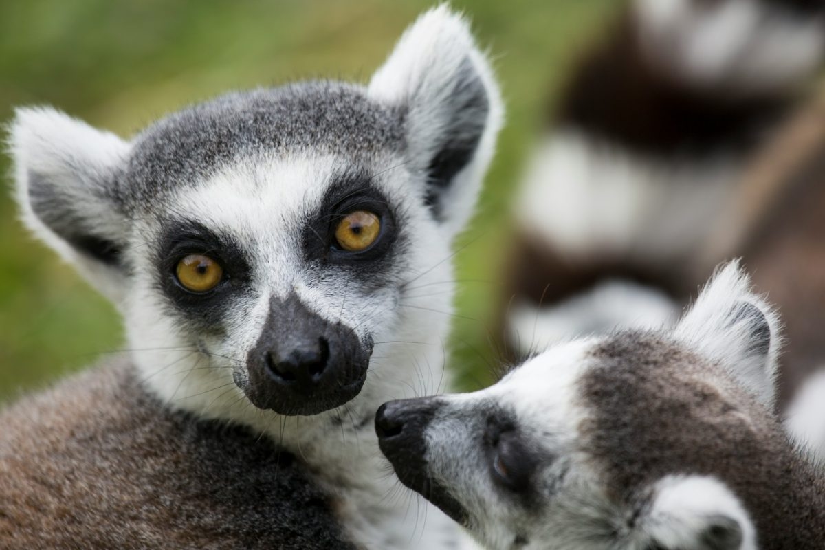 gray and gray meerkats