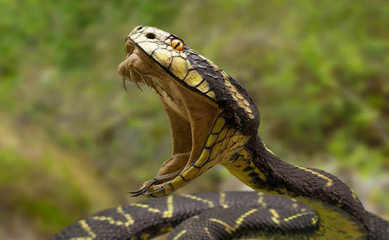 US Students Have Developed a Way To Prevent Snake Bites