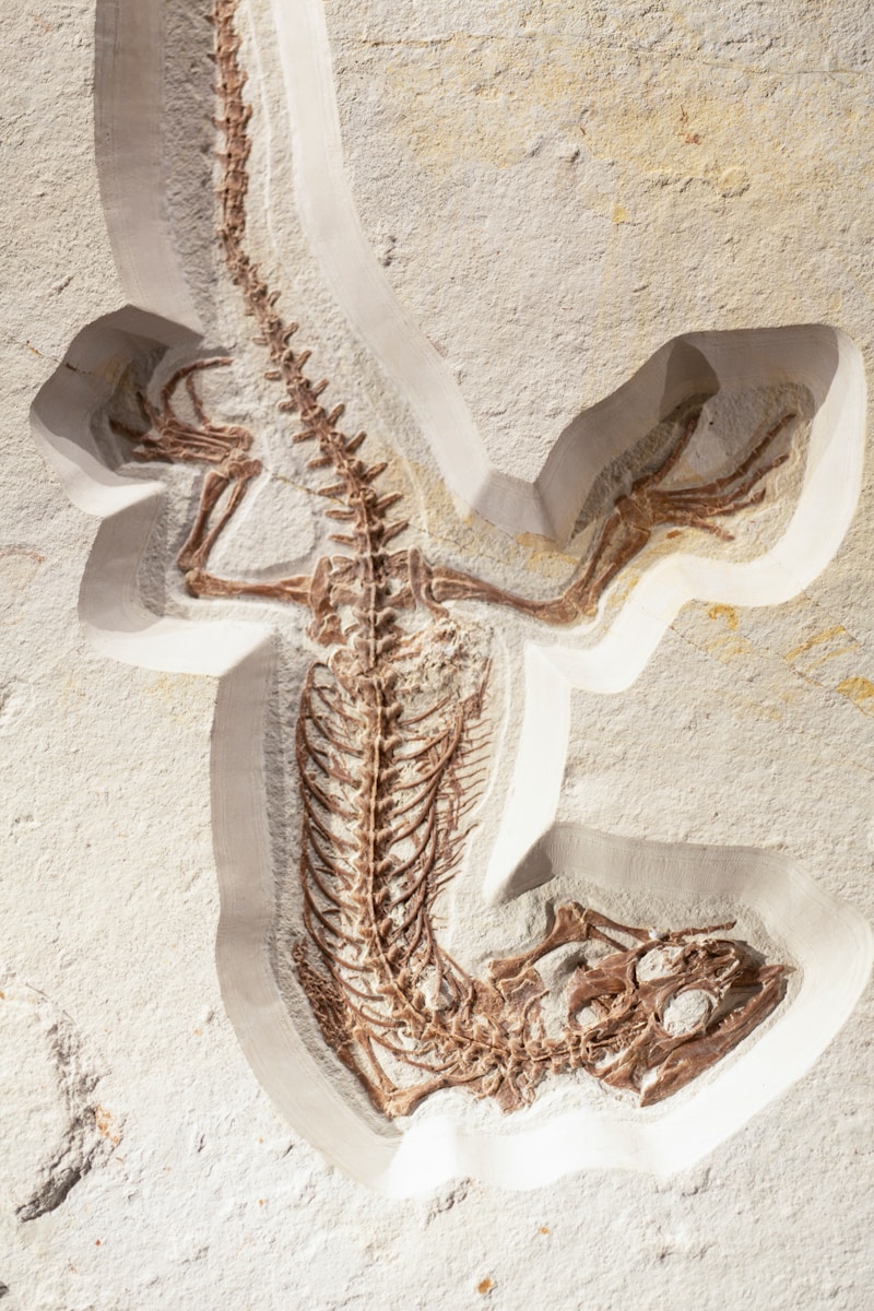 lizard skeleton