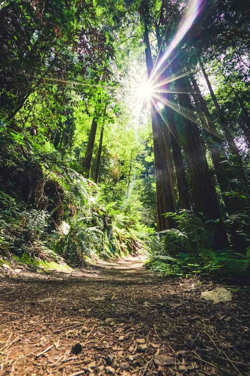 trees and sunlight