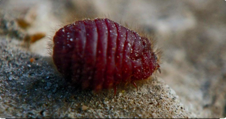 How Red Food Dye is Made