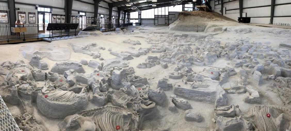 Ancient rhino fossils being preserved.