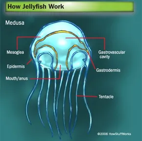 The Body Structure Of A Jellyfish