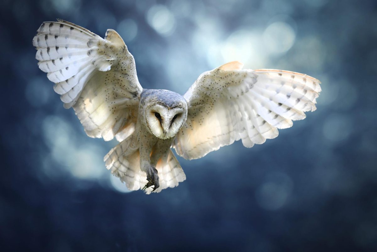 Owls Fly Silently