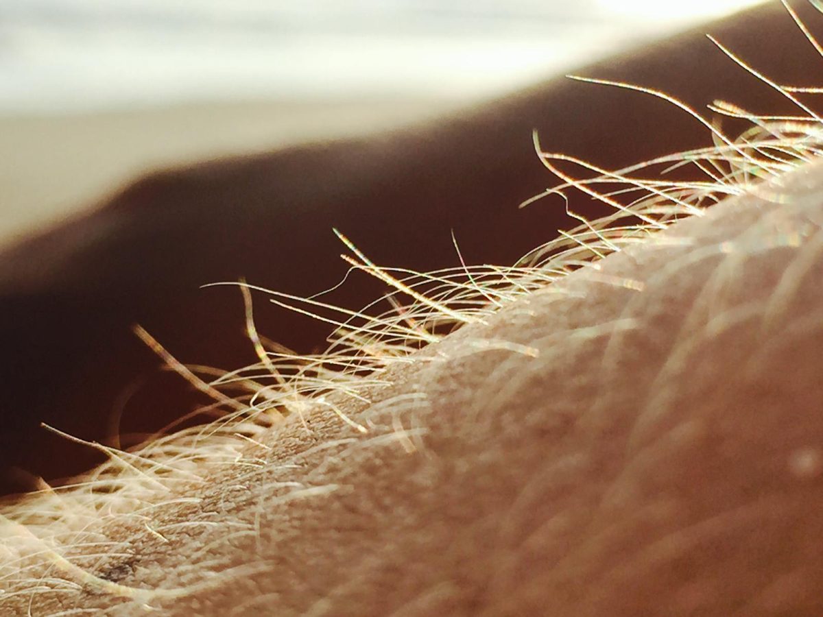 Detailed close-up of arm hair illuminated by sunlight, highlighting texture and warmth.