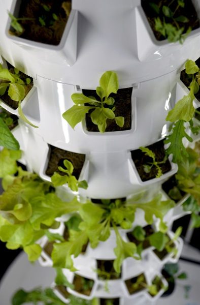 Navigation to Story: Hydroponics