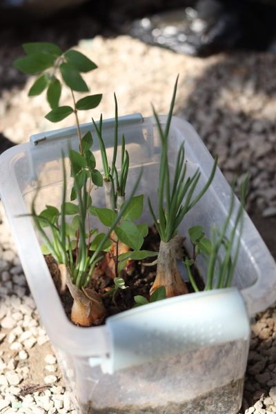 Onions and green plants growing in a plastic container.
