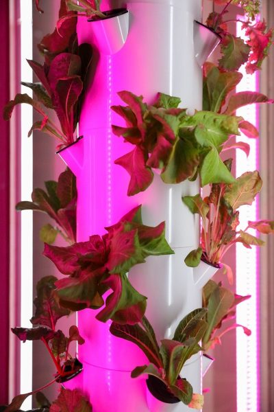 Navigation to Story: Hydroponics